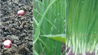 How To Plants Red Onion - From Planting To Harvest 3 Weeks