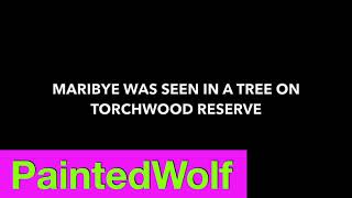 UPDATE Manyeleti Game Reserve snare - Maribye was seen in a tree on Torchwood, PM Apr 23 2024