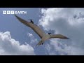 What Do These Birds and Coconuts Have In Common? | South Pacific | BBC Earth