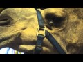 Camel Suffering in Circus and Fairs
