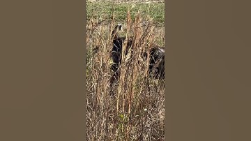 Hunting wirehaired pointing griffon pointing crippled quail then told to fetch: they know difference