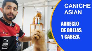 Cómo cortar el pelo asian style a caniche, arreglo de la cabeza con tijeras de peluquería canina by PelaPel tv Peluquería Canina 193 views 7 days ago 4 minutes, 7 seconds