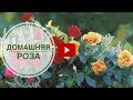 Домашняя роза 🌺 Посадка в открытый грунт ➡ Можно ли? 🌺 Полезные советы от hitsadTV