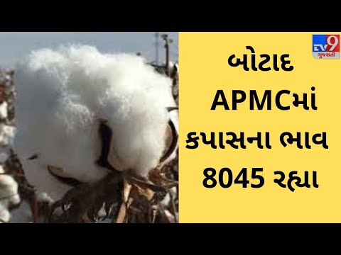 બોટાદ APMCમાં કપાસના મહત્તમ ભાવ ( Prices ) રૂપિયા 8045 રહ્યા, જાણો જુદા જુદા પાકના ભાવ |TV9NEWS