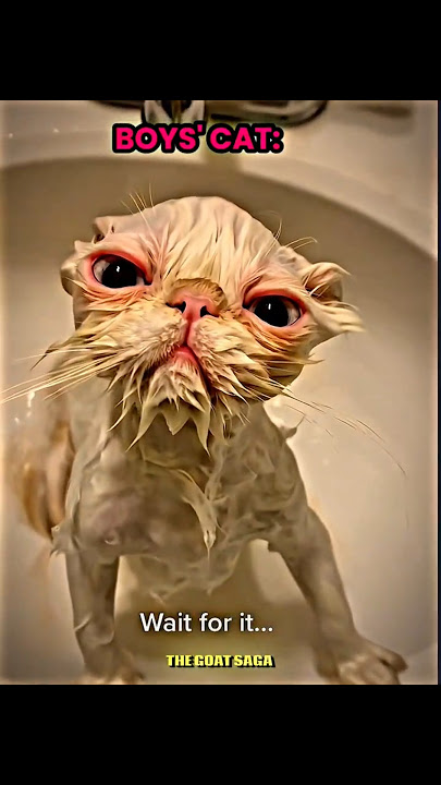 GIRLS' CAT VS BOYS' CAT ☠️ | #cat #trollface #trollfaceedit