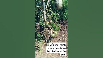 Cốc thái mình trồng nay đã có ăn, cành say trĩu quả #fruit #gardening #cooking