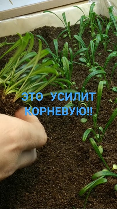 А ВЫ ЗНАЛИ, ЧТО ПРИ ПИКИРОВКЕ РАСТЕНИЙ ЭТО НЕОБХОДИМО ДЕЛАТЬ?!#растения ...