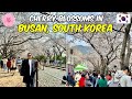 Korea 2024 cherry blossoms day tour in jinhae south korea   jm banquicio