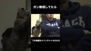かまってモードの猫をガン無視した結果がこちら