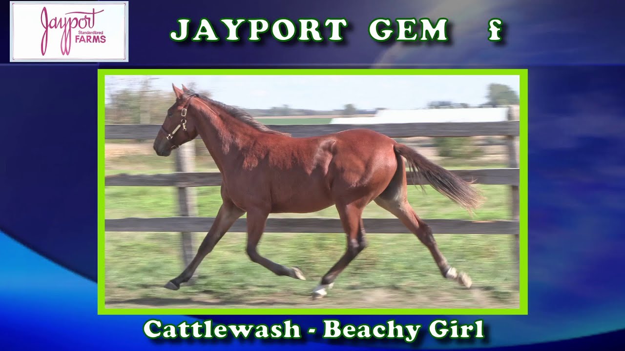 競馬Carrot Club Yearlings 2025 2025 Yearlings – Jayport Farms
