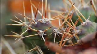 Cactus in Sequim, Washington #pugetsound #OlympicMtns