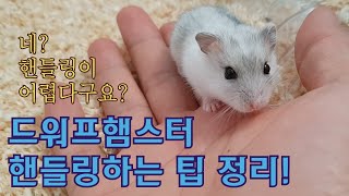 드워프햄스터 핸들링 하는법! 이것만 숙지하자!