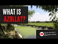 What is azolla