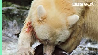 Greatest Fights In The Animal Kingdom: Part 2 | BBC Earth screenshot 3