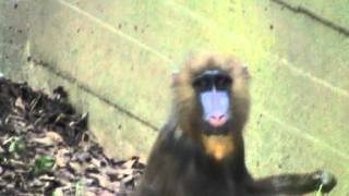 affe hat scharfe chili gegesen