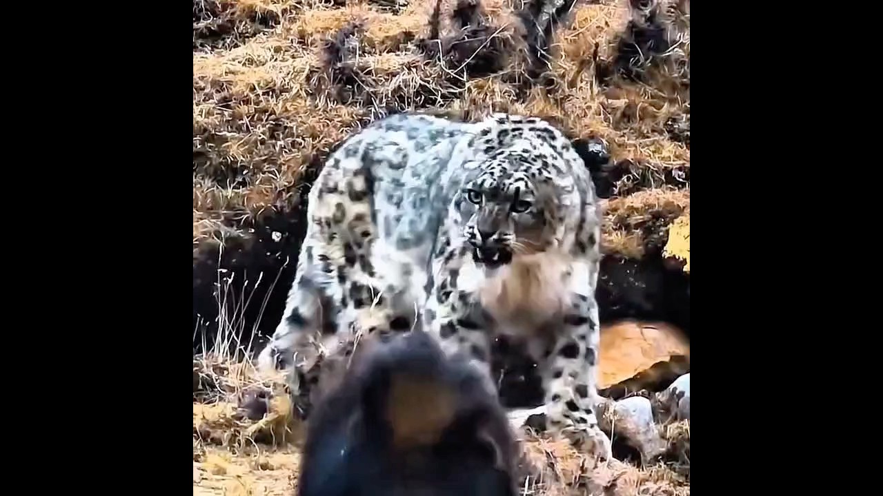 Snow Leopard Faces Off With a Fearless Tibetan Mastiff 