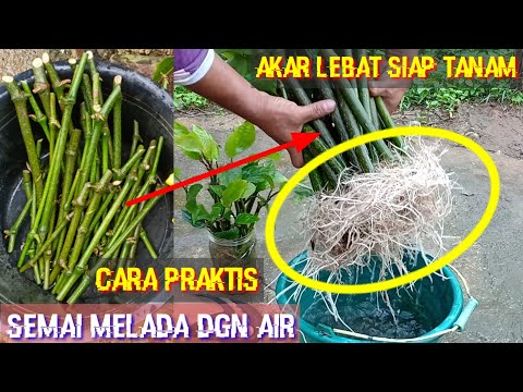 Video: Apa Itu Frise Greens - Cara Menanam Frisée Di Kebun