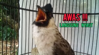 Suara Burung Kutilang Suka Memancing Emosi Lawan Jadikan Kutilang Diam Ikut Bunyi