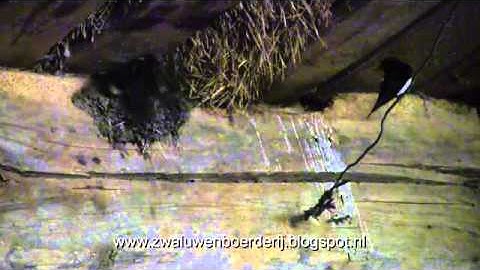 Vier jonge boerenzwaluwen vliegen uit