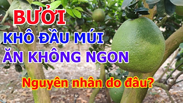 Bưởi da xanh bị Khô đầu múi, sượng trái, nguyên nhân và hướng cách khắc phục