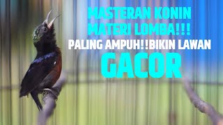 TEMBAKAN SADIS KONIN FULL ISIAN MEWAH 100% AMPUH MEMANCING KOLIBRI NINJA AGAR IKUT NYAUT DAN JUARA