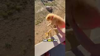 She THREW this puppy🐶 into a lion enclosure…😱 #shorts