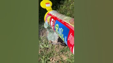 Growth of cabbage plant # Sevin dust # like and subscribe 🌱