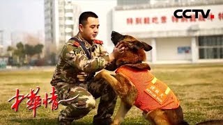 《中华情》 20180527 训导员沈鹏与曾在5.12大地震中立下战功的搜救犬的感人故事 | CCTV中文国际
