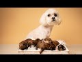 MY NEW BORN PUPPIES HAD A PHOTOSHOOT! **EXTRA AF**