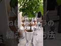 8号サイズねじりパキラの植え替え方法🪴 #観葉植物 #観葉植物インテリア #観葉植物のある暮らし #植え替え #観葉植物育て方 #植物 #育て方 #パキラ