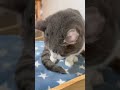 ぷくちゃんのお得意『ごめん寝』 #野良猫から家猫へ #猫のいる暮らし #ねこ動画