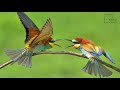 Interesting facts about European Bee eater by weird square