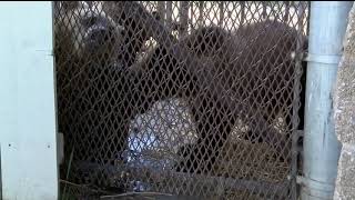 Orphaned grizzly cubs find new home in Quebec