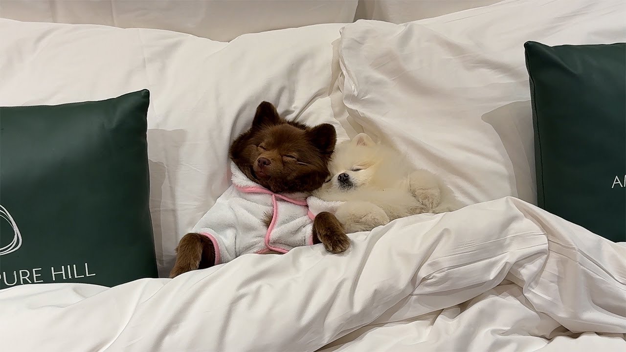 강아지랑 배타고 제주 5성급 호텔 호캉스 다녀왔어요!!🍊