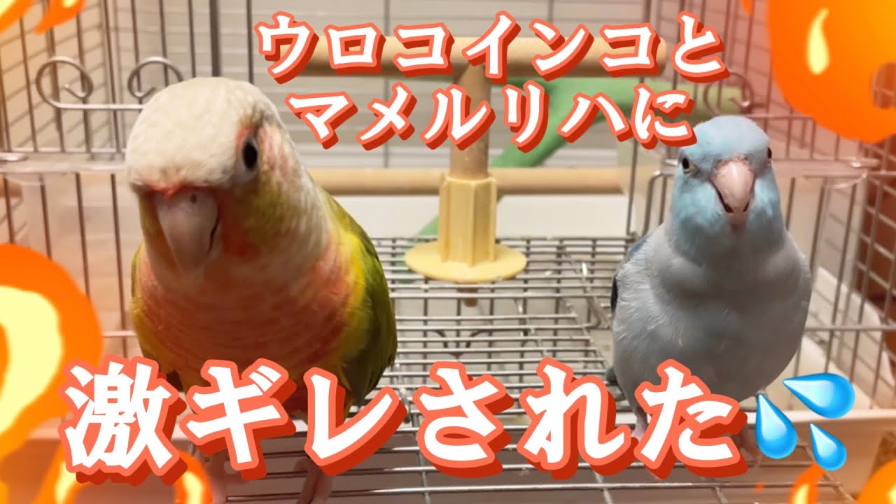 ウロコインコとマメルリハに激ギレされました Pineapple Conure And Pacific Parrotlet God Mad At Me Youtube