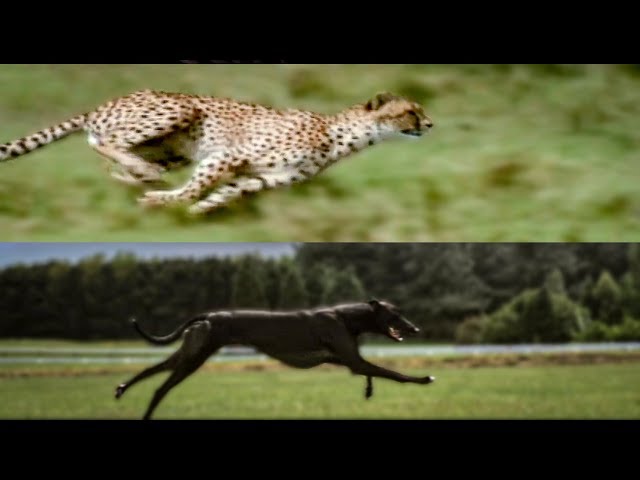 Cheetah vs Greyhound Speed Test | BBC Earth class=
