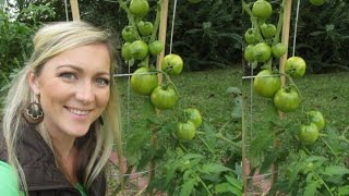 So Many Tomatoes!