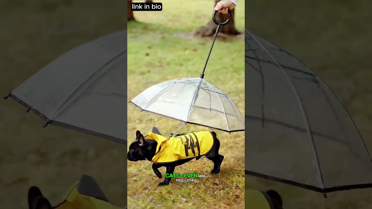 This Dog Umbrella Is a Game-Changer for Rainy Walks! ☔🐾