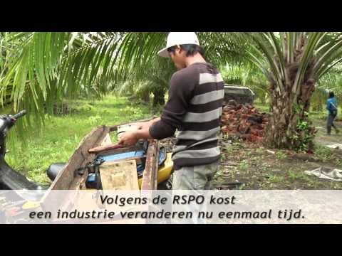 Video: Hoe ziet palmolie eruit?