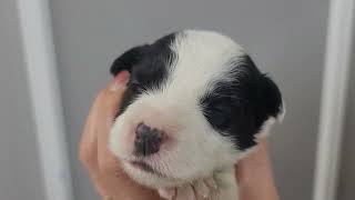 木彫動物⑅犬(ボーダーコリー)⑅インドネシア 木彫動物⑅犬(ボーダーコリー)⑅インドネシア 置物