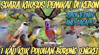 SUARA PIKAT SEMUA JENIS BURUNG AUTO KEPO SATU LOKASI@Smstachanel