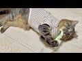 お迎えした保護猫が初めて猫じゃらしをプレゼントされたら…