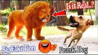 trolling dogs with fake lion & crazy reactions!!