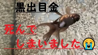金魚　黒出目金　死んでしまいました。/The goldfish has died.