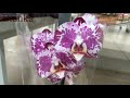 Обзор орхидей  15 октября 2020 АШАН  Воронеж