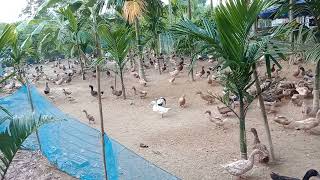 Han Sar Form Campbell 8838320604