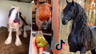 🐴  The Cutest HORSES 🦄 - TikTok Compilation #