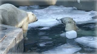 Белые медведи Кай и Герда/Лёд и вода