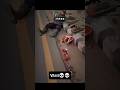 Lage Mafia Kade Jel рџ Ђsong Shorts Viralshorts Song Edit Lage Mafia Kade Jel рџ Ђsong Shorts Viralshorts Song Edit