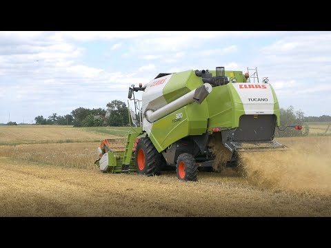 ŻNIWA 2020 Plon nas zaskoczył :O :O NH 8.70 & Claas Tucano 320 [SyngentaChallenge] #7
